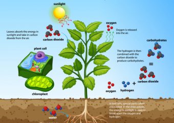 Photosynthesis – how plants make energy